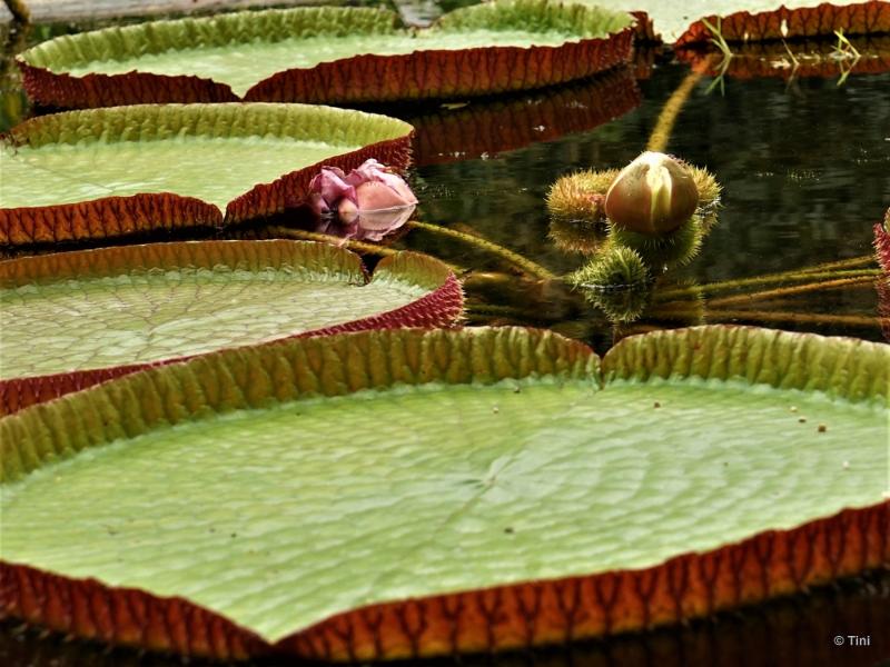 bdFoto 12.JPG - Artis en de hortus botanicus
